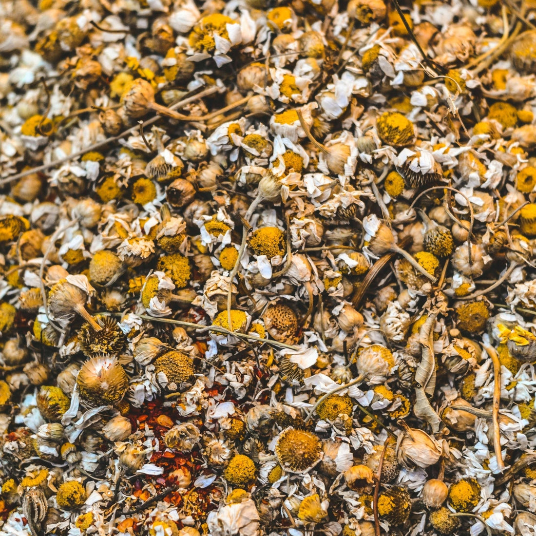 Close-up of dried chamomile flowers used for chamomile sensitive skin remedies and skincare products
