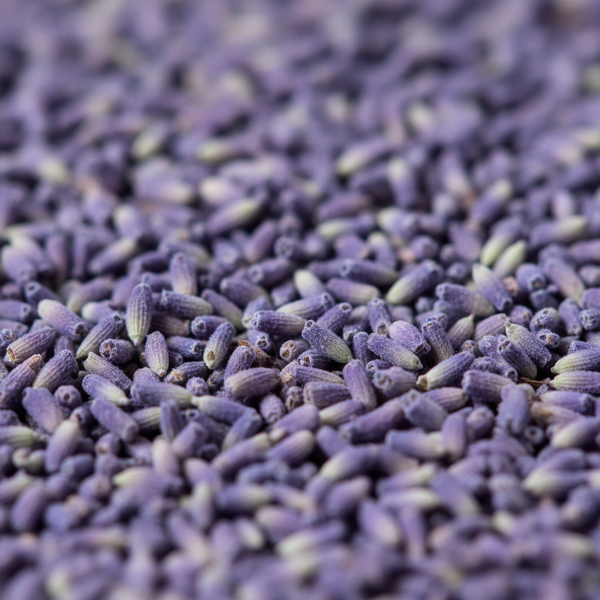 Lavender Oil
